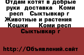 Отдам котят в добрые руки, доставка - Коми респ., Сыктывкар г. Животные и растения » Кошки   . Коми респ.,Сыктывкар г.